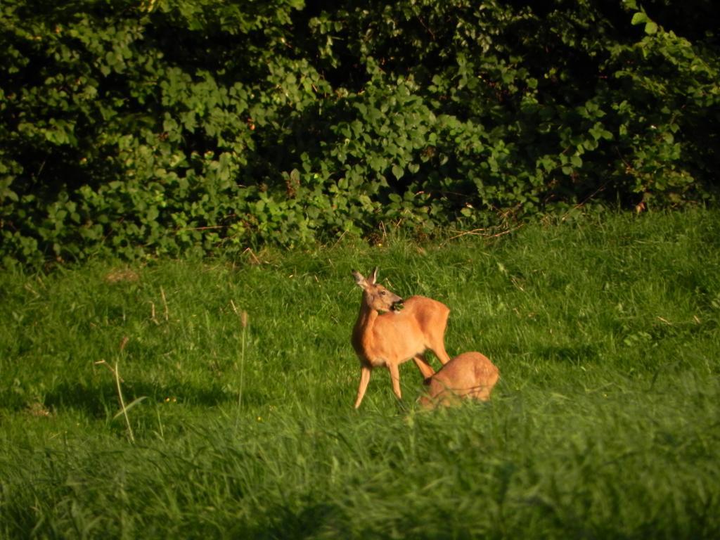 Du Cote De Chez Jeanne, Suite Verviers Zewnętrze zdjęcie